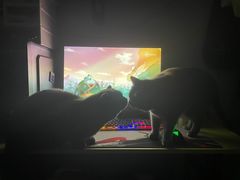 -猫大福·Fortune Cat猫舍(百子湾店)