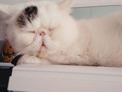 -平行世界·猫咖(首经贸店)