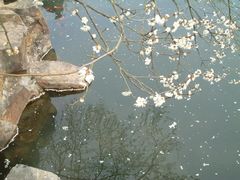 -香雪海