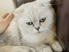 -猫小院猫主题餐厅(南锣旗舰店)