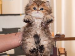 -小猫来了·猫舍(红山六九七九店)