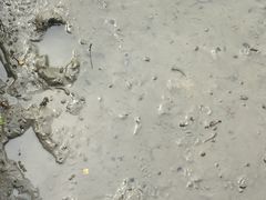 -北海金海湾红树林生态旅游区