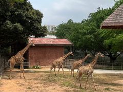 -深圳野生动物园