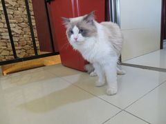 -猫咪咖啡店(新城大街店)