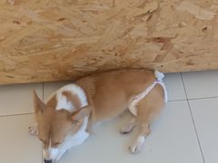 -怪兽屋·羊驼·猫咖·狗咖(俊华广场店)