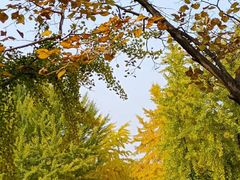 -香山公园