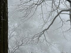 -天目山大树王景区