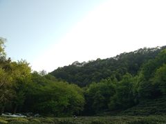 -龙井村