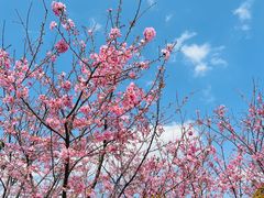 -福建鲤鱼洲酒店