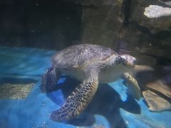 -多彩贵州城极地海洋世界