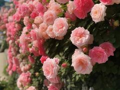 -丁家坡洋芋·观音桥好吃街A区(全国总店)
