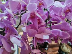 -L.C FLORA花予你(城西银泰城店)