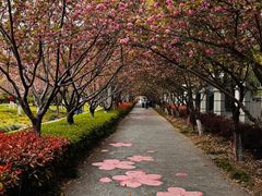 -高东镇樱花园