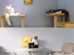-喵的天空名猫咖啡馆·撸猫·猫舍·用品