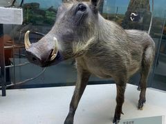 -国家自然博物馆