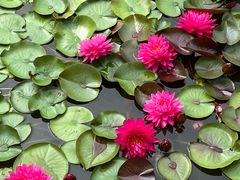 -国家植物园南园