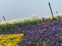 -都江堰玫瑰花溪谷