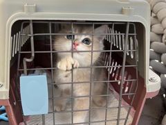 -lincat·猫舍(广州店)