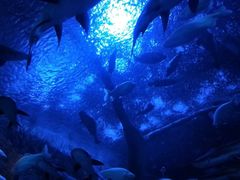 -成都浩海立方海洋公园