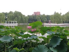 -丰台花园
