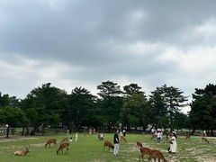 -奈良公园