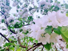 -海棠花溪(元大都城垣遗址公园)