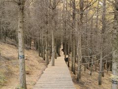 -苏木山森林公园