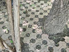 -黑龙江省森林植物园