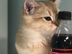-猫大福·Fortune Cat猫舍(百子湾店)