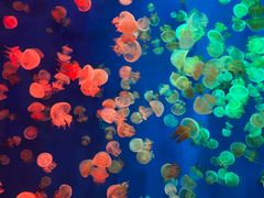 -成都浩海立方海洋公园