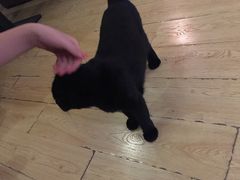 -喵园·猫主题咖啡厅·撸猫·猫咖(国贸店)