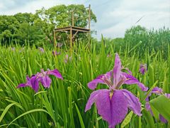 -长田漾湿地公园