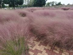 -西京湾花海