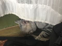 -猫猫幼稚园·撸猫·桌游·电玩