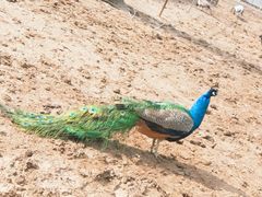 -祥源·阜阳生态乐园