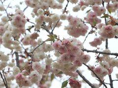 -天适樱花悠乐园