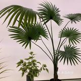 一周吃了三顿的椰子鸡