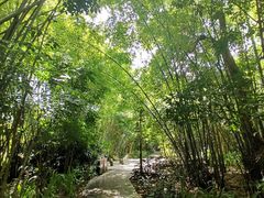 -大屏嶂森林公园