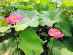 -陈家山荷花公园