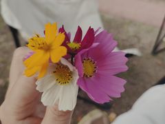 -苏颂公园