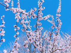 -桃花堤公园