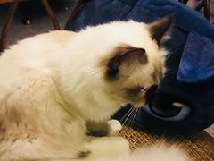 -猫色咖啡·猫咖