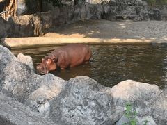 -清迈夜间动物园