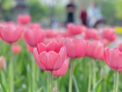 -石家庄市植物园