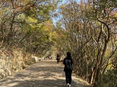 -紫金山山顶公园