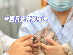 -四月宠物医院·猫专科·心脏专科·内科(转塘店)