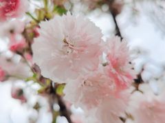 -天适樱花悠乐园