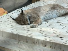 -青藏高原野生动物园