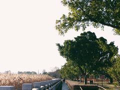 -江心屿景区