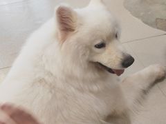 -共舞时光猫咖·狗咖(新街口店)